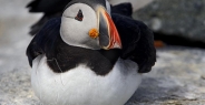 puffin_atlantic_msi_h_1248_can0868.jpg